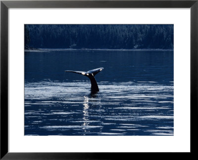 Humpback Whales, Raising Fluke At Surface, Ak, Usa by Gerard Soury Pricing Limited Edition Print image