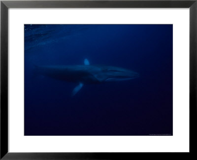 Fin Whale, Underwater, Azores, Portugal by Gerard Soury Pricing Limited Edition Print image