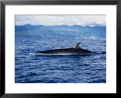 Sei Whale At Surface, Azores, Port by Gerard Soury Pricing Limited Edition Print image