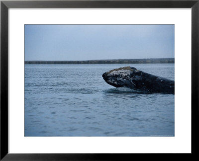 Grey Whale, Breaching, Baja California by Gerard Soury Pricing Limited Edition Print image