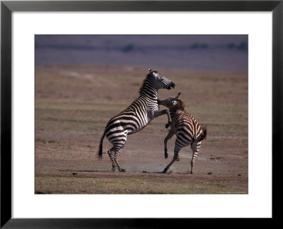 Burchell's Zebras Fighting, Tanzania by Robert Franz Pricing Limited Edition Print image