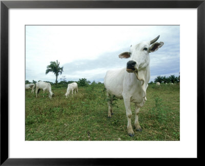 Zebu In Pantanal, Brazil by Mike Powles Pricing Limited Edition Print image
