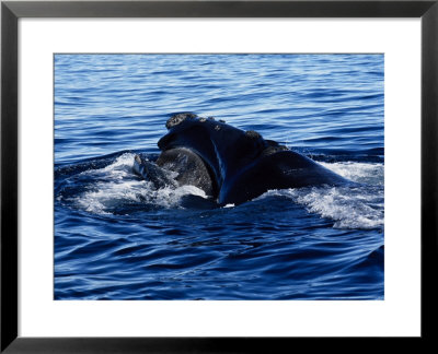 Southern Right Whale, Feeding, Peninsula Valdes by Gerard Soury Pricing Limited Edition Print image