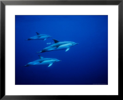 Short-Beaked Common Dolphins, Underwater, Port by Gerard Soury Pricing Limited Edition Print image
