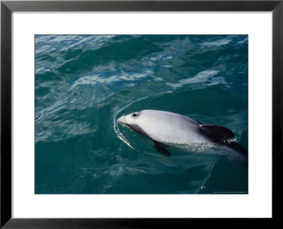 Hectors Dolphin, Blowhole, New Zealand by Gerard Soury Pricing Limited Edition Print image