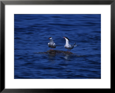 Loggerhead Turtle, With Arctic Terns, Azores, Portugal by Gerard Soury Pricing Limited Edition Print image