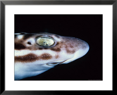 Marbled Catshark, Eye, Indonesia by Gerard Soury Pricing Limited Edition Print image