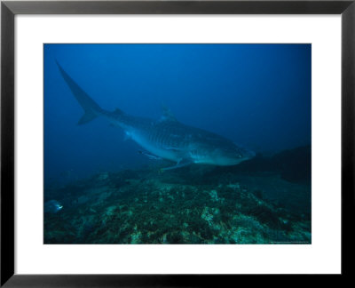 Tiger Shark, With Remoras, South Africa by Gerard Soury Pricing Limited Edition Print image