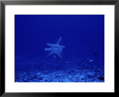 Great Hammerhead Shark, With Bait, Polynesia by Gerard Soury Pricing Limited Edition Print image