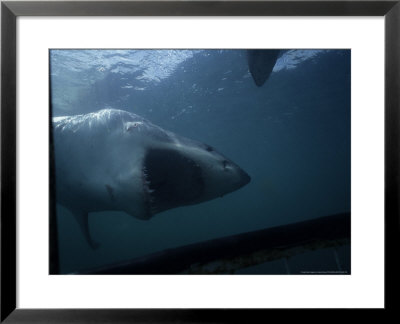 Great White Shark, Attacking, S. Africa by Gerard Soury Pricing Limited Edition Print image