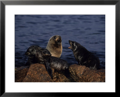 New Zealand Fur Seal On Rock, South Australia by Gerard Soury Pricing Limited Edition Print image