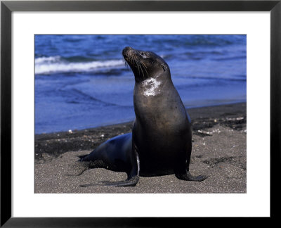 Californian Sea Lion, Adult by Gerard Soury Pricing Limited Edition Print image