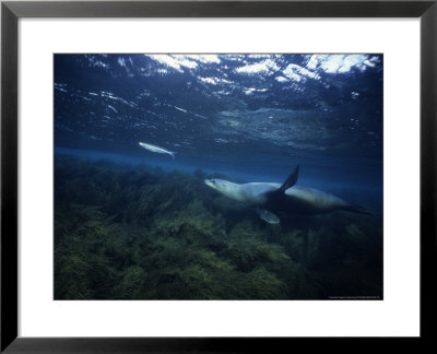 Californian Sea Lion, Hunting, Usa by Gerard Soury Pricing Limited Edition Print image