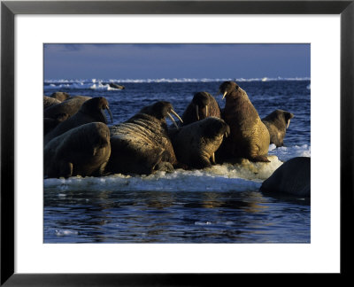 Walrus, Group At Dusk, Canada by Gerard Soury Pricing Limited Edition Print image