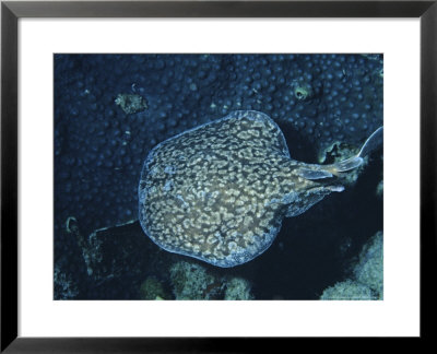 Marbled Torpedo Ray, Lying On Coral Reef, Indian Ocean by Gerard Soury Pricing Limited Edition Print image