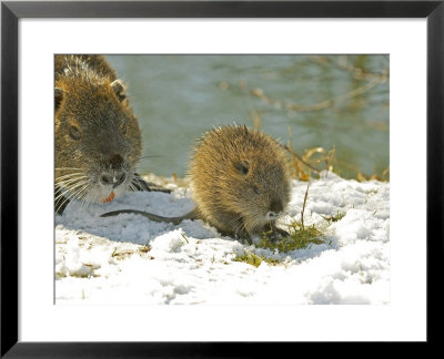 Coypu Or Nutria, Adult And Young, France by Gerard Soury Pricing Limited Edition Print image