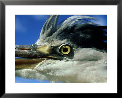 Heron, England, Uk by Les Stocker Pricing Limited Edition Print image