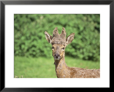 Roe Deer, Buck With Peruke Growth by Les Stocker Pricing Limited Edition Print image