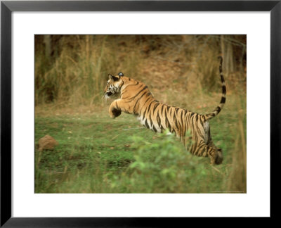 Tiger, Leaping, India by Satyendra K. Tiwari Pricing Limited Edition Print image