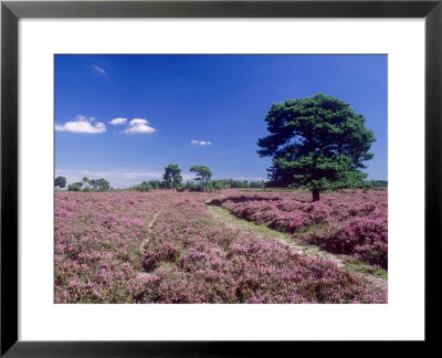 Bell Heather And Ling, The New Forest, Uk by Ian West Pricing Limited Edition Print image