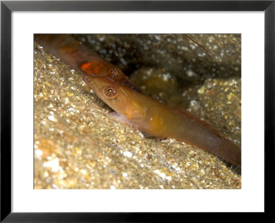 Cornish Sucker Fish, Falmouth Bay, Uk by Mark Webster Pricing Limited Edition Print image