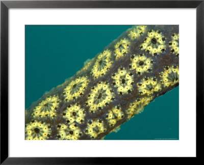 Star Sea Squirts, Close Up, Uk by Mark Webster Pricing Limited Edition Print image