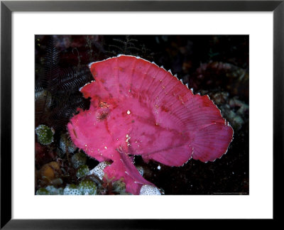 Leaf Scorpion Fish, Komodo, Indonesia by Mark Webster Pricing Limited Edition Print image