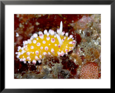 Cadlinella Ornatissima, Indonesia by Mark Webster Pricing Limited Edition Print image