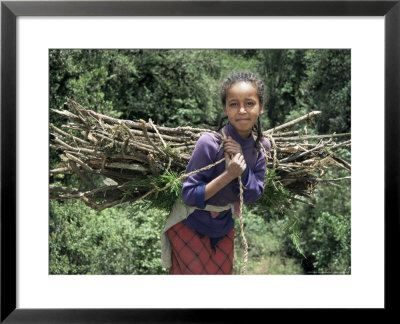 Girl Carrying Fuel Wood Bundle On Her Back, Chilima Forest, Ethiopia, Africa by Dominic Harcourt-Webster Pricing Limited Edition Print image