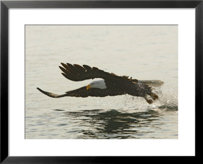 Bald Eagle Seeking To Catch A Fish, Homer, Alaska, Usa by Arthur Morris Pricing Limited Edition Print image