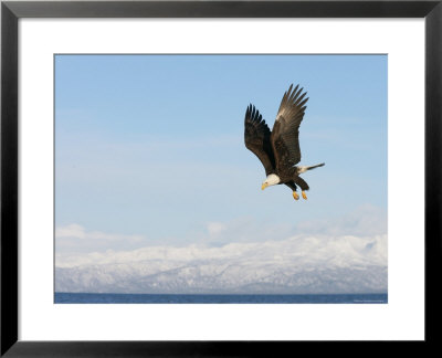 Bald Eagle In Flight With Upbeat Wingspread, Homer, Alaska, Usa by Arthur Morris Pricing Limited Edition Print image
