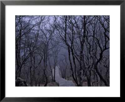 Mountain Forest Path, Mt. Huangshan (Yellow Mountain), China by Keren Su Pricing Limited Edition Print image