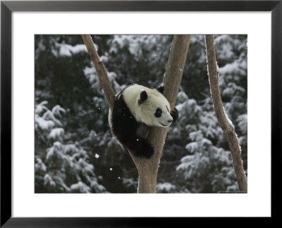 Panda Cub Playing On Tree In Snow, Wolong, Sichuan, China by Keren Su Pricing Limited Edition Print image