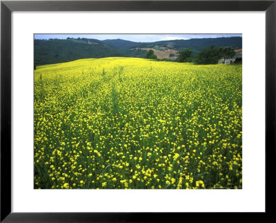 Yellow Flower Covered Fields Of San Gimignano, Tuscany, Italy by Bill Bachmann Pricing Limited Edition Print image
