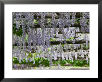Spring Blossoms, Capri, Campania, Italy by Walter Bibikow Pricing Limited Edition Print image