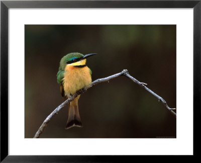 Little Bee Eater, Kenya by Charles Sleicher Pricing Limited Edition Print image