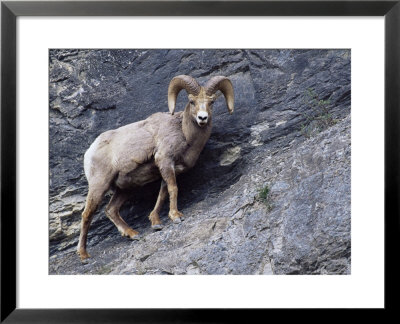 Male Bighorn Sheep (Ovis Canadensis), Banff National Park, Alberta, Canada, North America by James Hager Pricing Limited Edition Print image