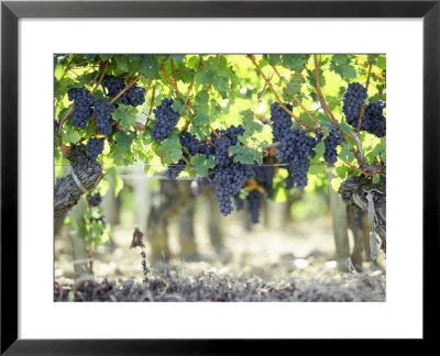 Cabernet Sauvignon Grapes by Joerg Lehmann Pricing Limited Edition Print image