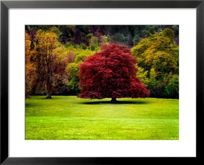 The Red Tree by Jody Miller Pricing Limited Edition Print image