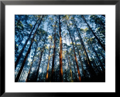 Mountain Ash Forest In Black Spur, Australia by Richard I'anson Pricing Limited Edition Print image