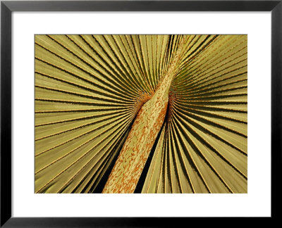 Detail Of A Palm Tree Leaf At The Riverfront Complex, Fort Lauderdale, Florida, Usa by Richard Cummins Pricing Limited Edition Print image