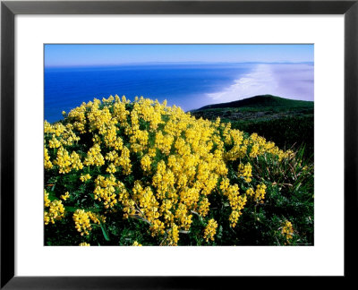 Tree Lupine At Point Reyes National Seashore, Marin County, California by John Elk Iii Pricing Limited Edition Print image