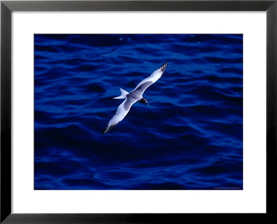 Swallow-Tailed Gull In Flight, South Plaza Island, Islas Plazas, Galapagos, Ecuador, by Richard I'anson Pricing Limited Edition Print image