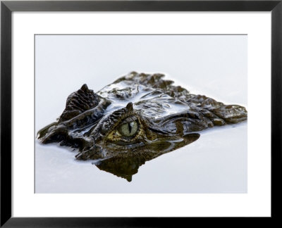Crocodile Peering Above Surface Of Water by Johnny Haglund Pricing Limited Edition Print image