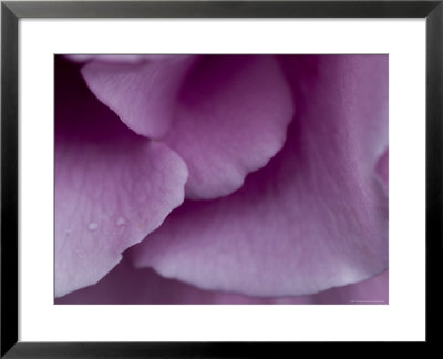Close View Of Petals Of An Angel Face Rose, Groton, Connecticut by Todd Gipstein Pricing Limited Edition Print image