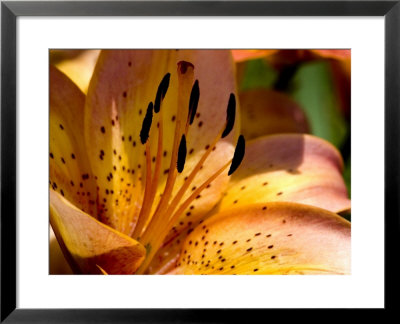 Close View Of A Yellow Daylily In Bloom, Groton, Connecticut by Todd Gipstein Pricing Limited Edition Print image