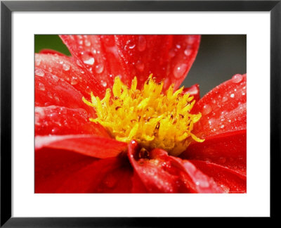 Close View Of A Red Dahlia, Groton, Connecticut by Todd Gipstein Pricing Limited Edition Print image