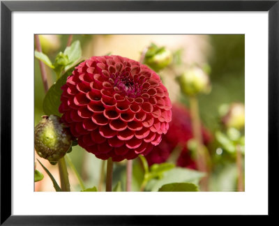 Closeup Of A Red Flower In Butchart Gardens by Tim Laman Pricing Limited Edition Print image