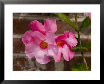 Close View Of A Pink Flower, Stonington, Connecticut by Todd Gipstein Pricing Limited Edition Print image