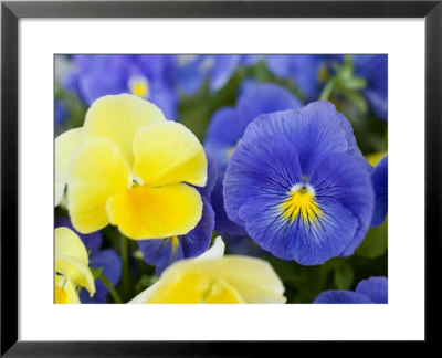 Close View Of Pansies, Massachusetts by Tim Laman Pricing Limited Edition Print image